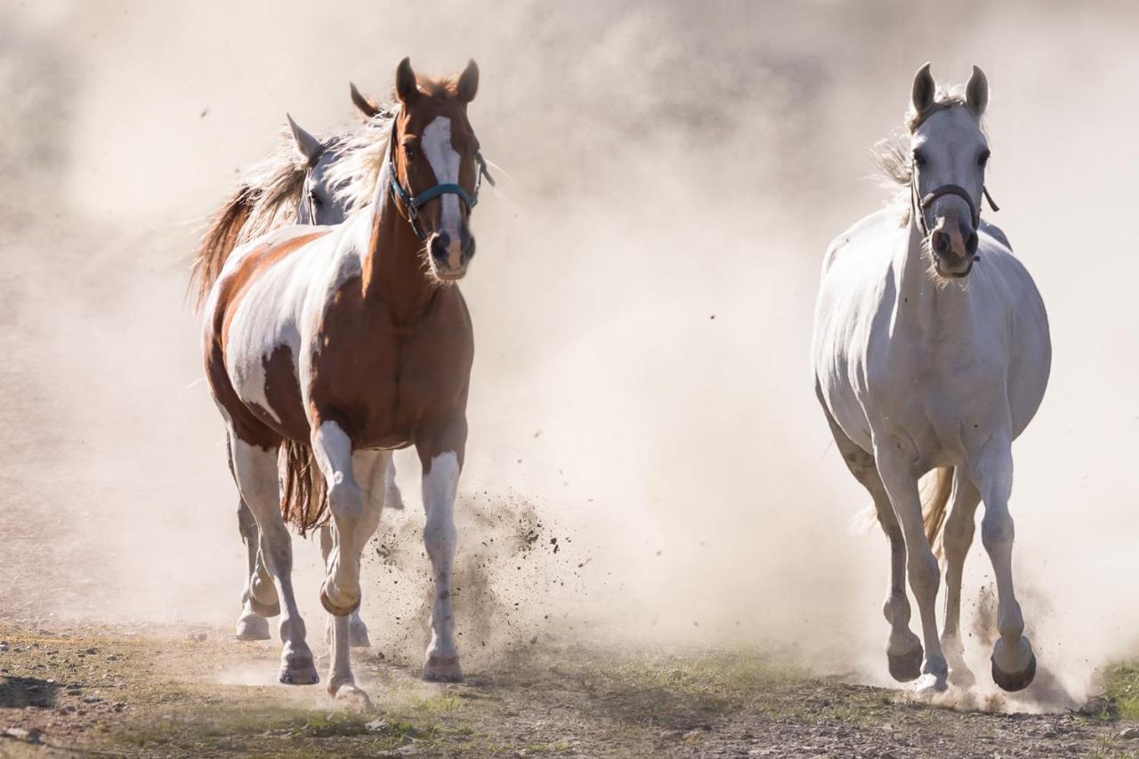 Ranchhouse Bubble - Westernstable - Horse Elterlein Luaran gambar